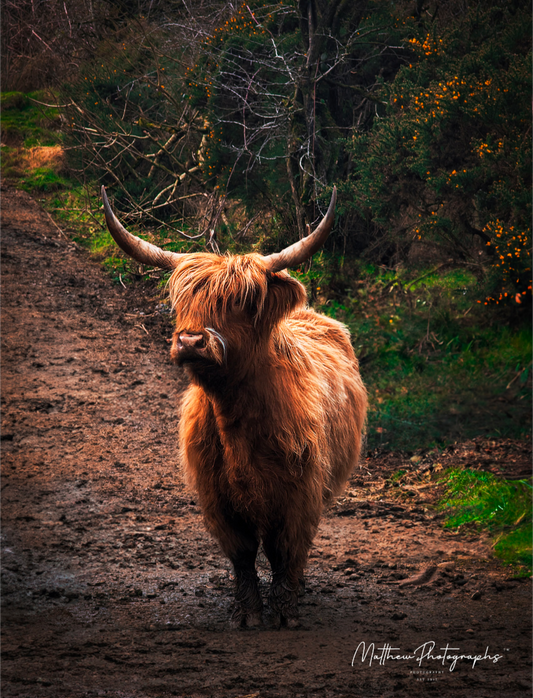 Highland Cow