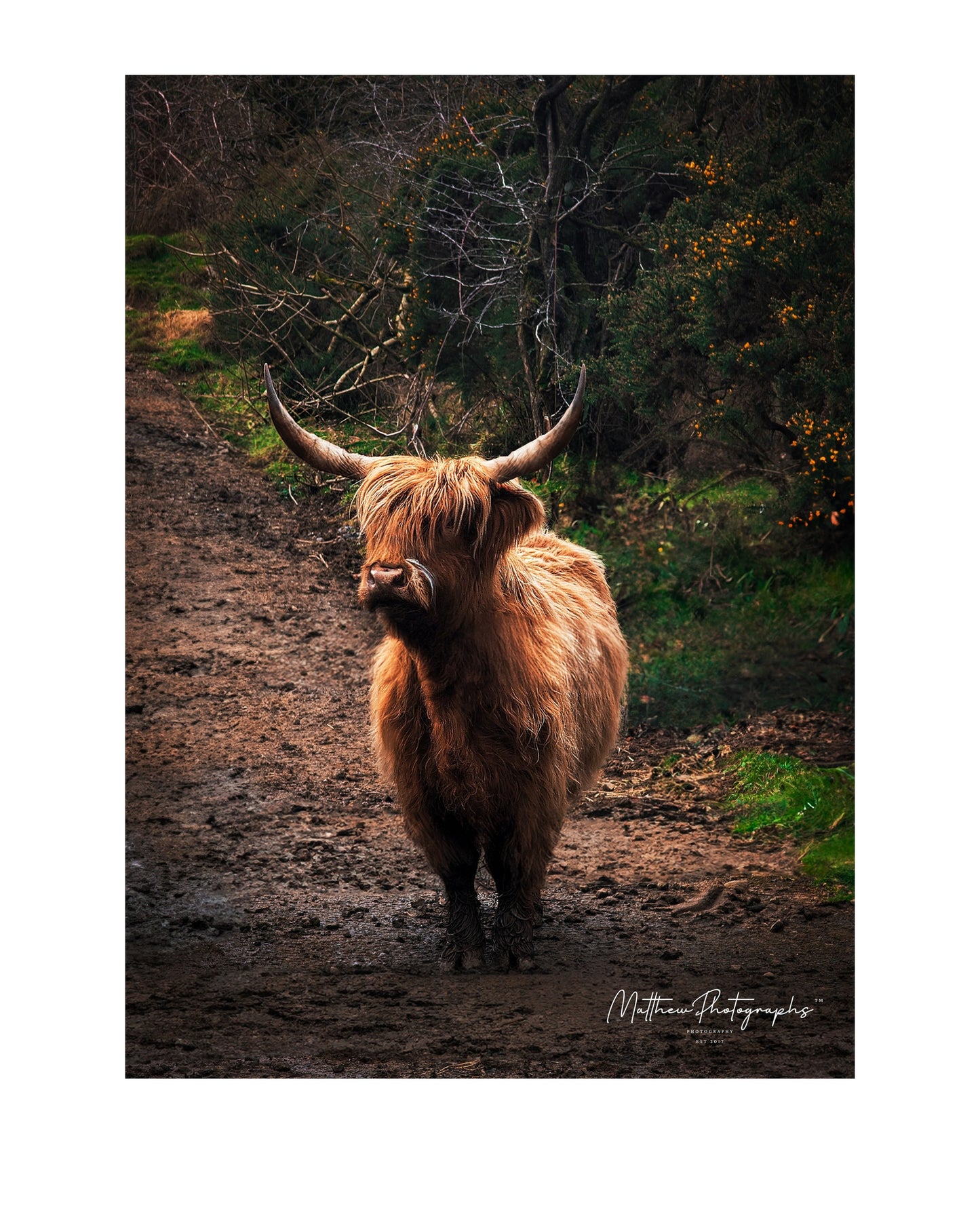 Highland Cow