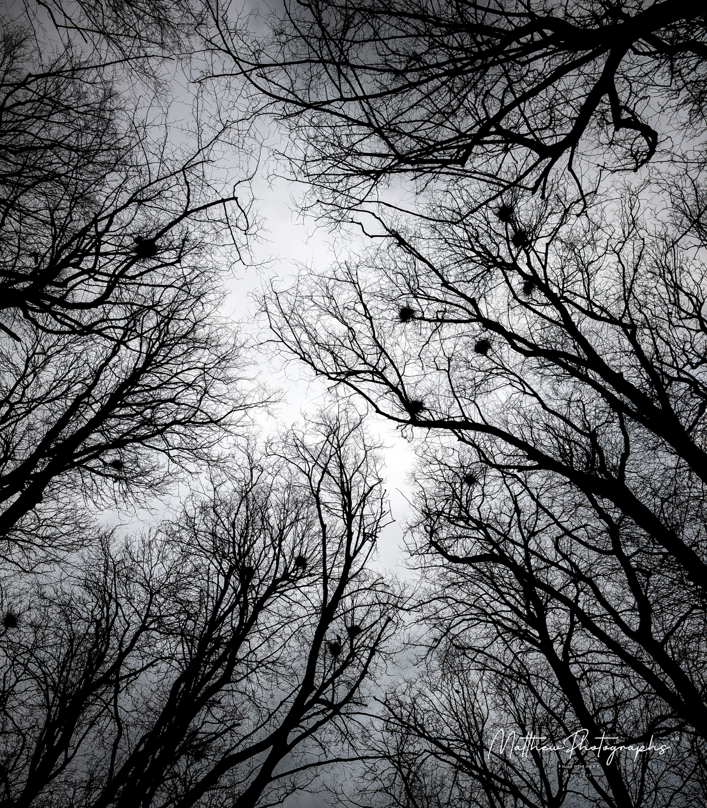 Crows Nests